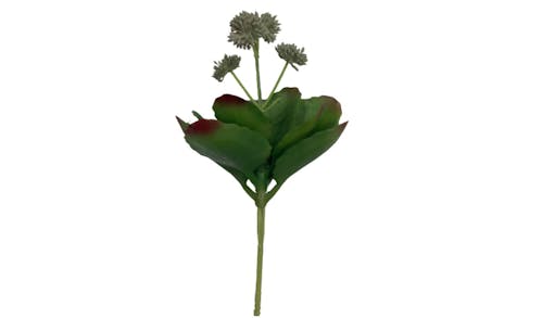 ALB Flowering Kalanchoe - Green