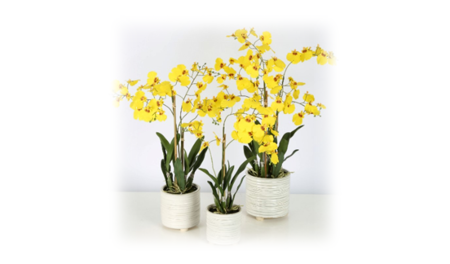 Oncidium with Pot - 58cm